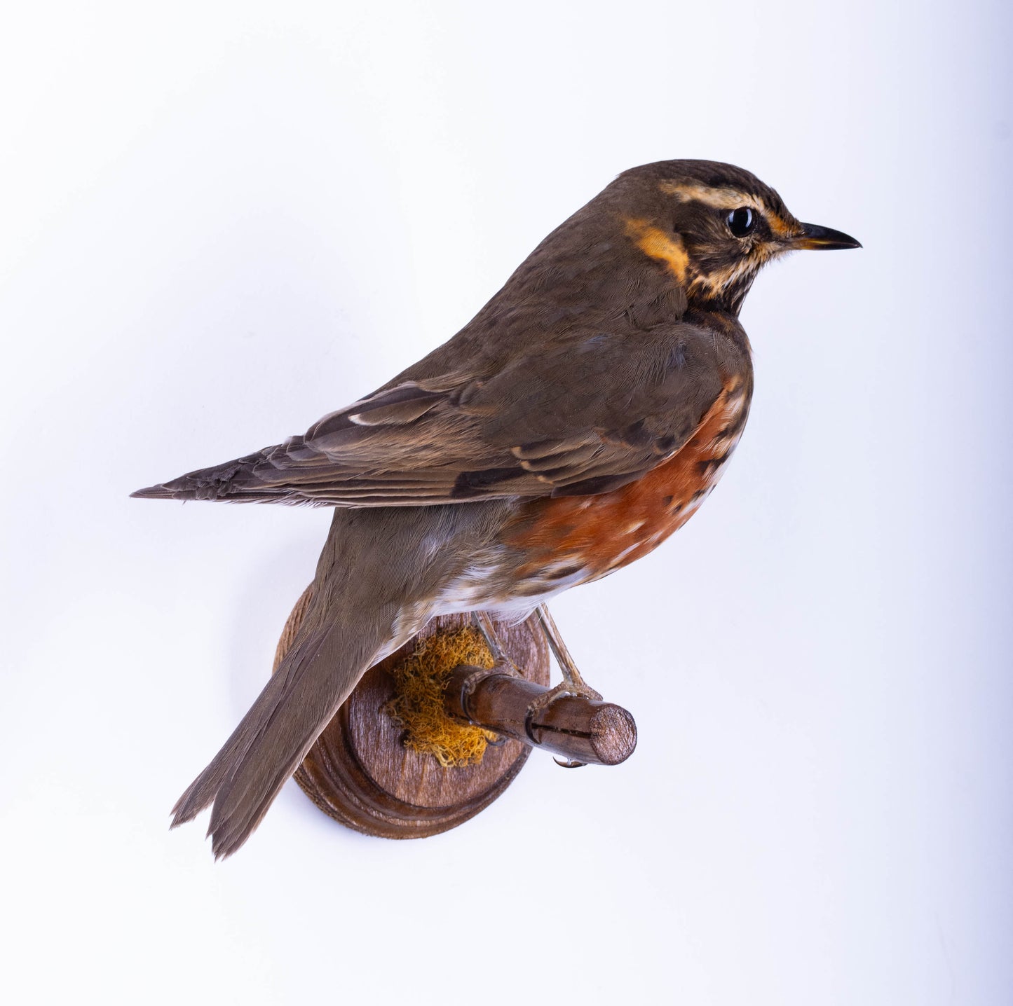 Taxidermy Redwing Wall Mount