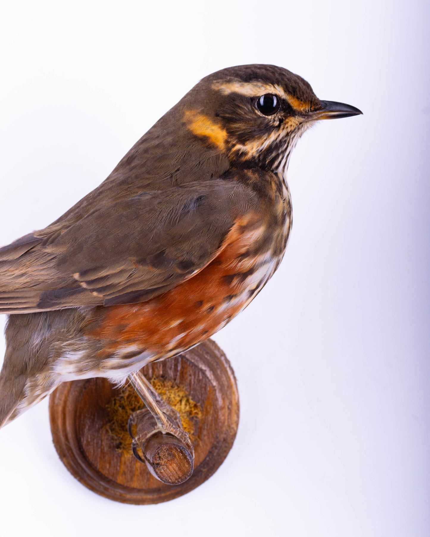 Taxidermy Redwing Wall Mount