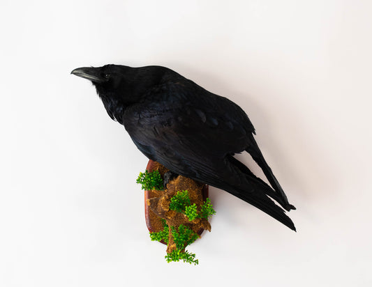 Raven Taxidermy Wall Mount For Sale