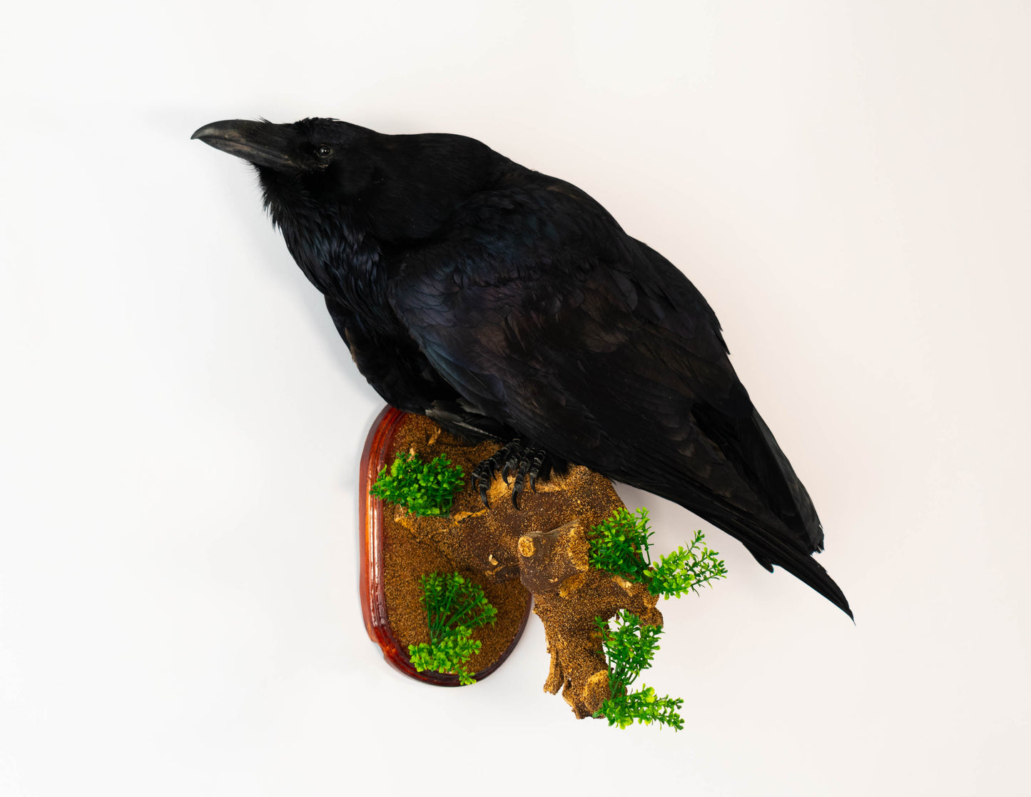 Raven Taxidermy Wall Mount For Sale