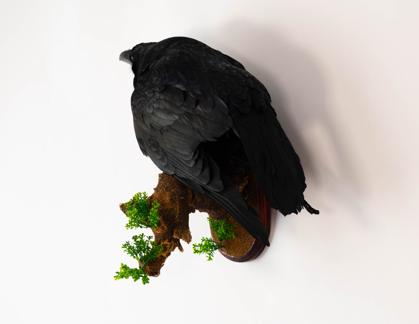 Raven Taxidermy Wall Mount For Sale