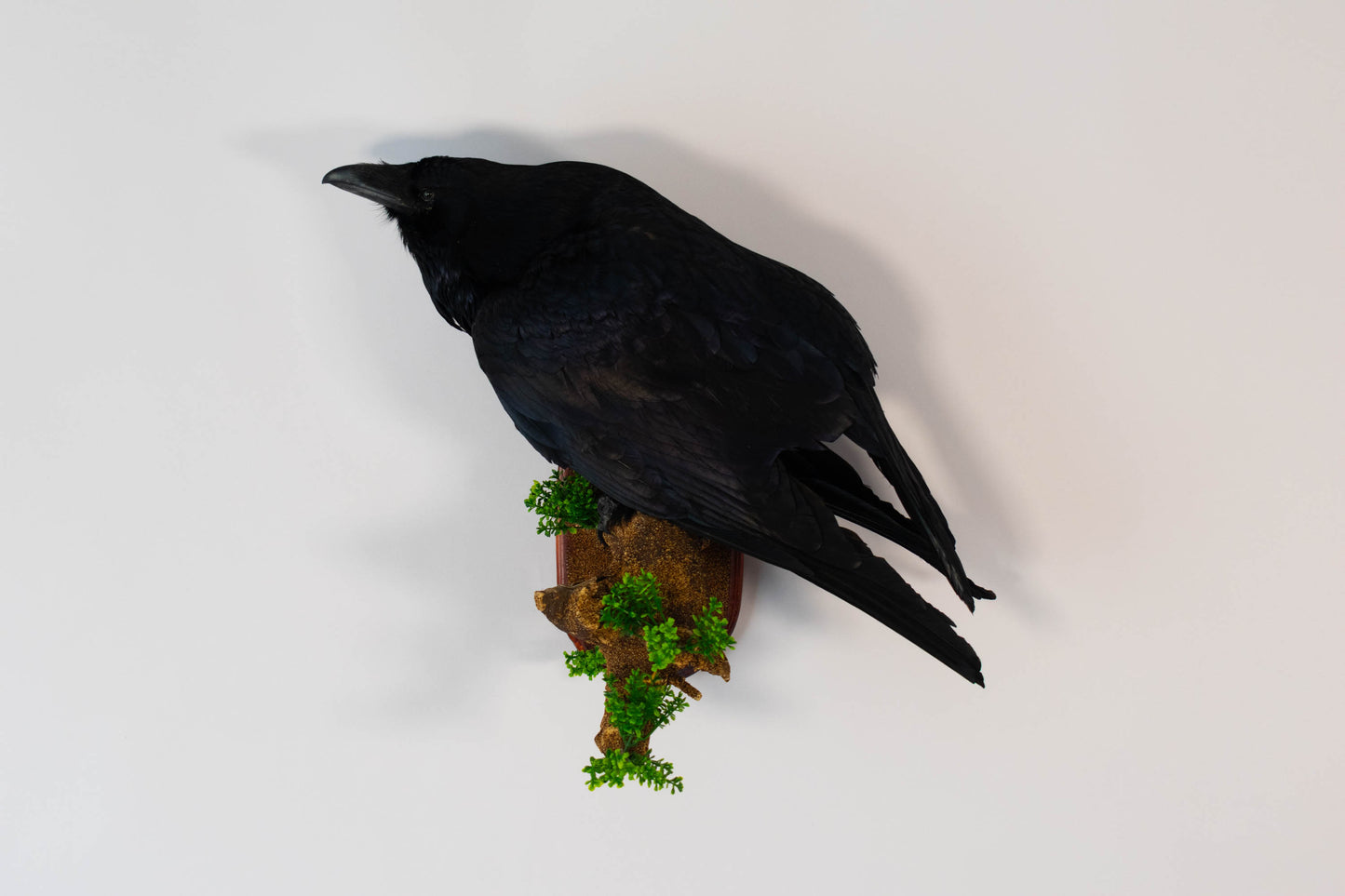 Raven Taxidermy Wall Mount For Sale