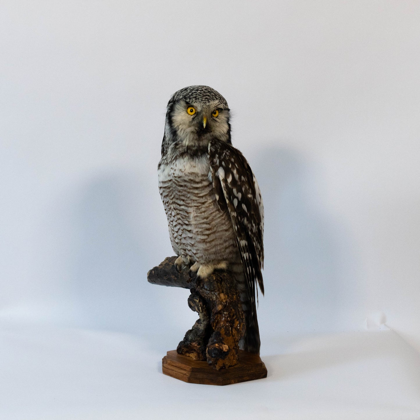 Northern Hawk-Owl Taxidermy Stand Mount For Sale