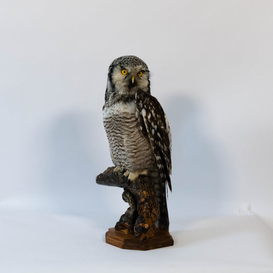 Northern Hawk-Owl Taxidermy Stand Mount For Sale
