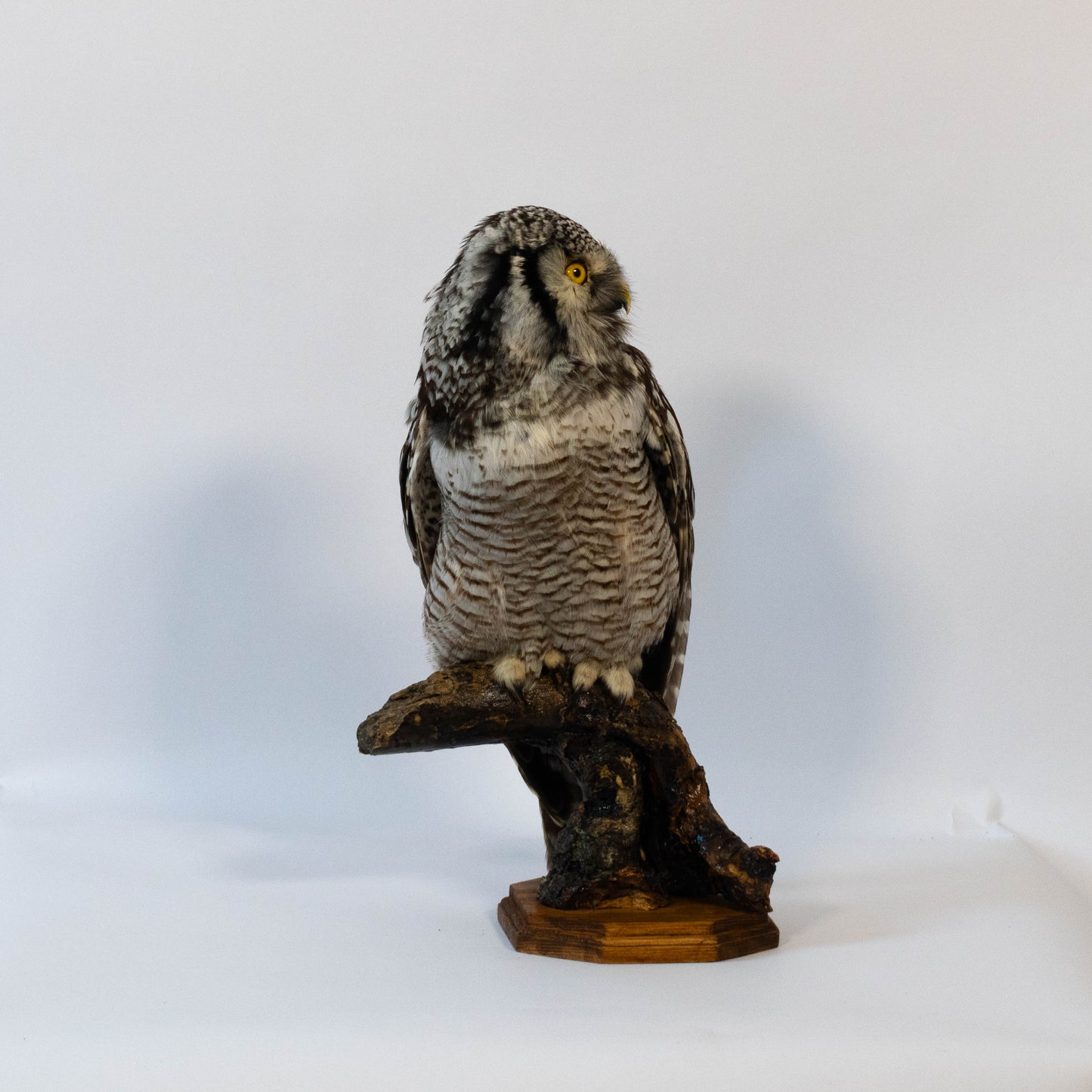 Northern Hawk-Owl Taxidermy Stand Mount For Sale