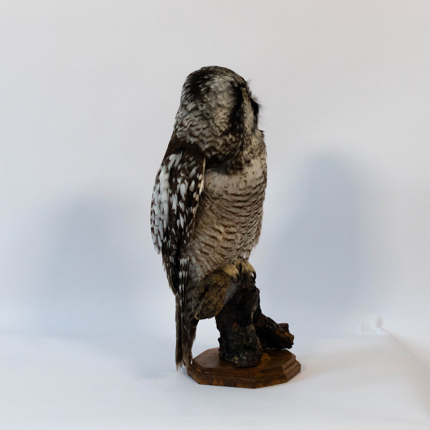 Northern Hawk-Owl Taxidermy Stand Mount For Sale