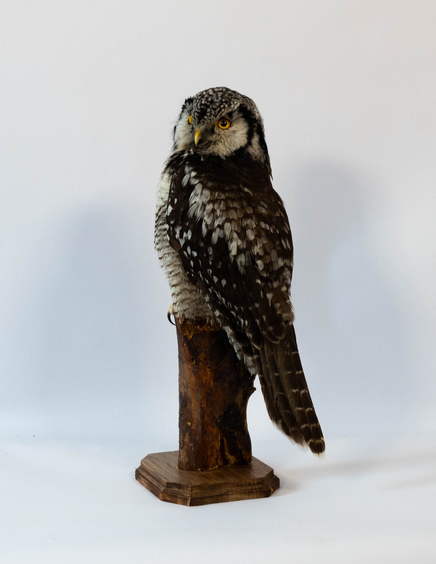 Northern Hawk-Owl Taxidermy Stand Mount For Sale