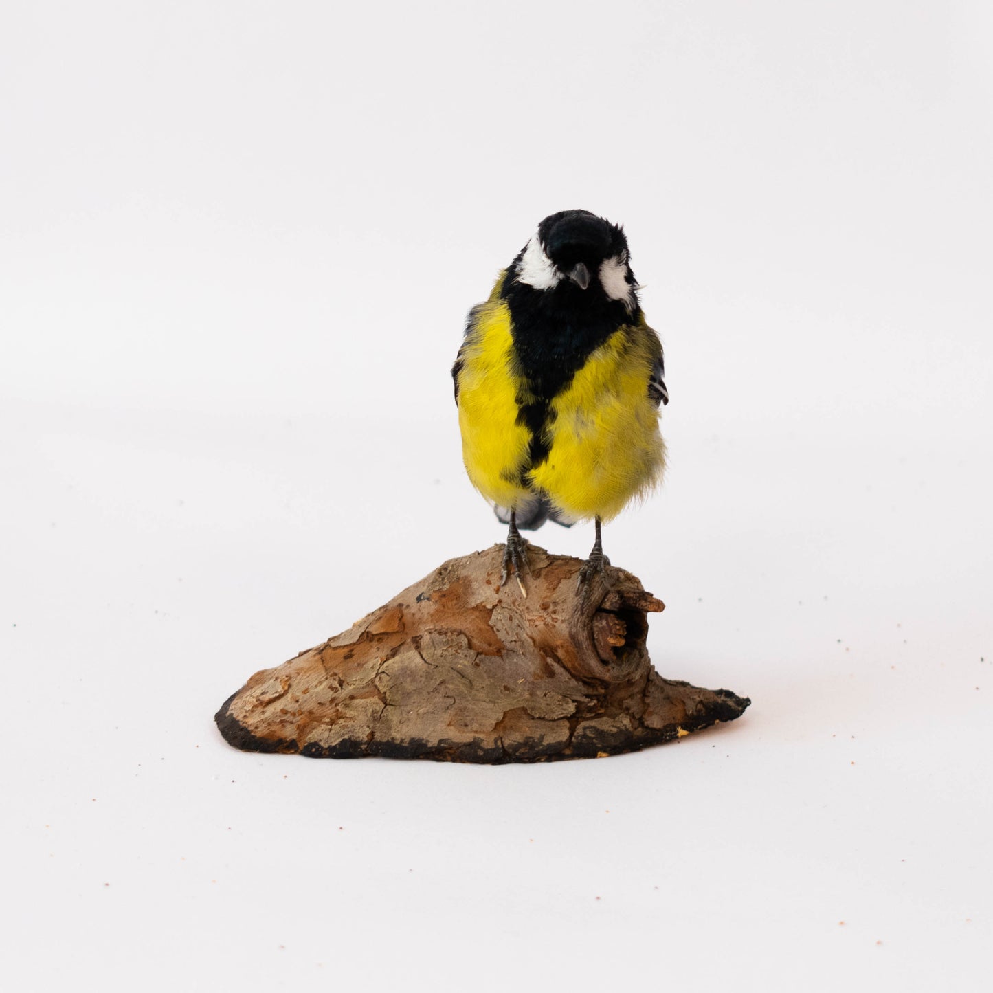 Great Tit Taxidermy Stand Mount For Sale