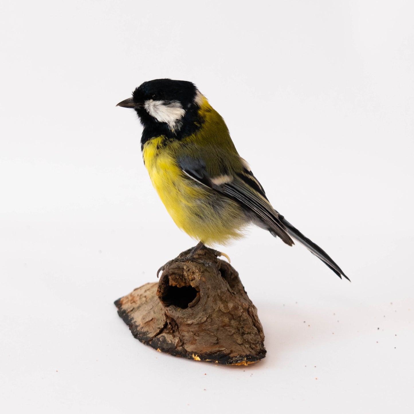 Great Tit Taxidermy Stand Mount For Sale