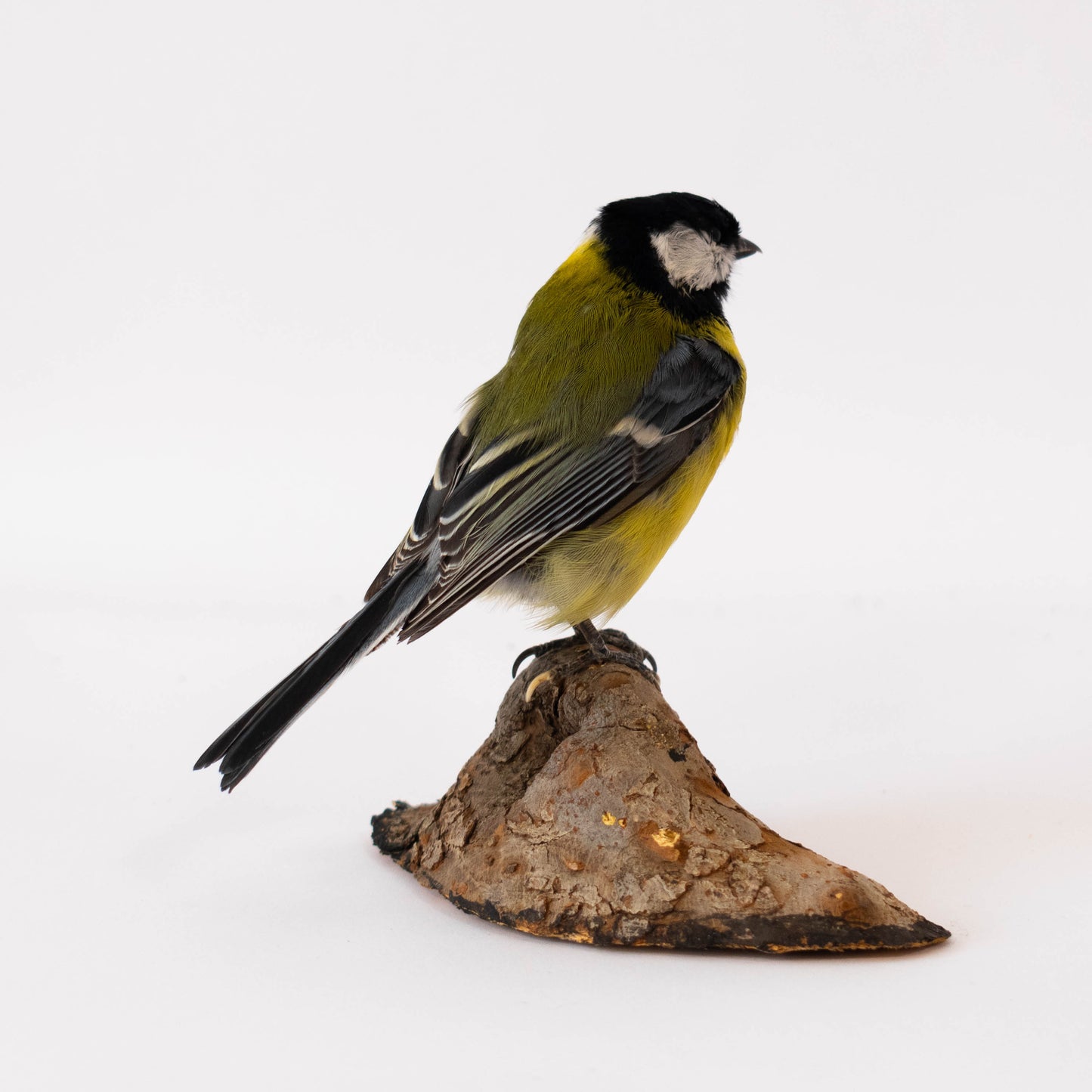 Great Tit Taxidermy Stand Mount For Sale