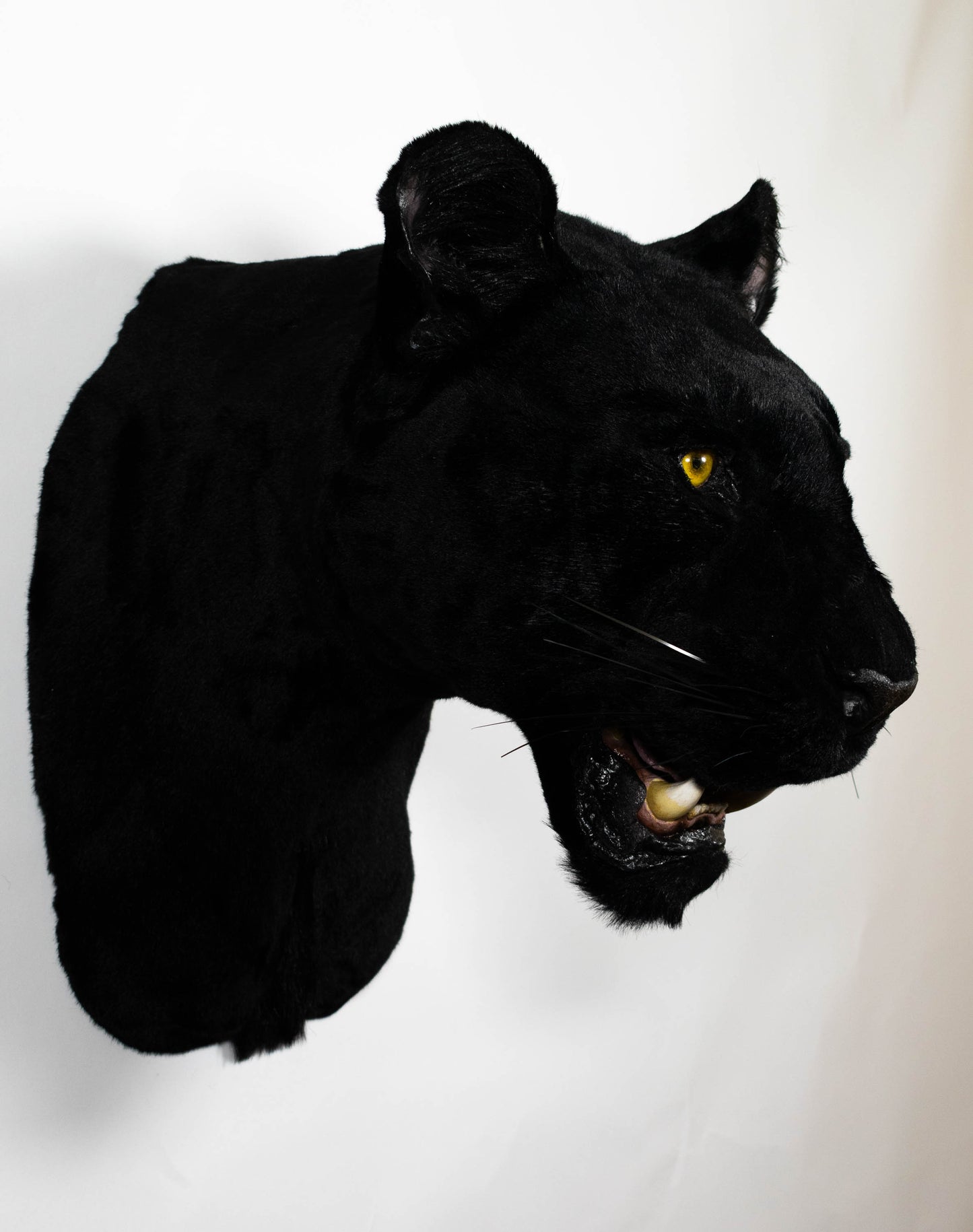Replica Taxidermy Black Panther Wall mount Head Shoulder Stuffed African Life size