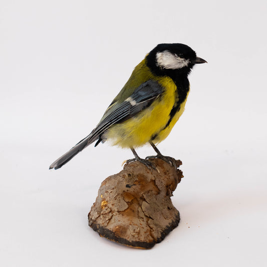 Great Tit Taxidermy Stand Mount For Sale