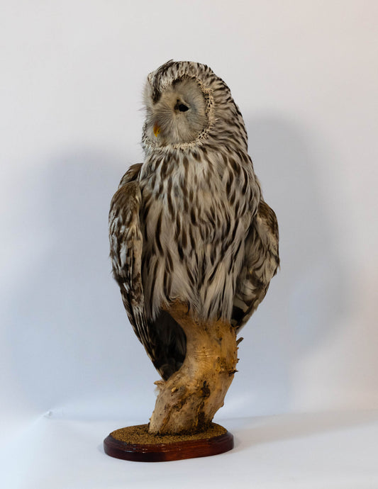 Ural Owl Taxidermy Stand Mount For Sale