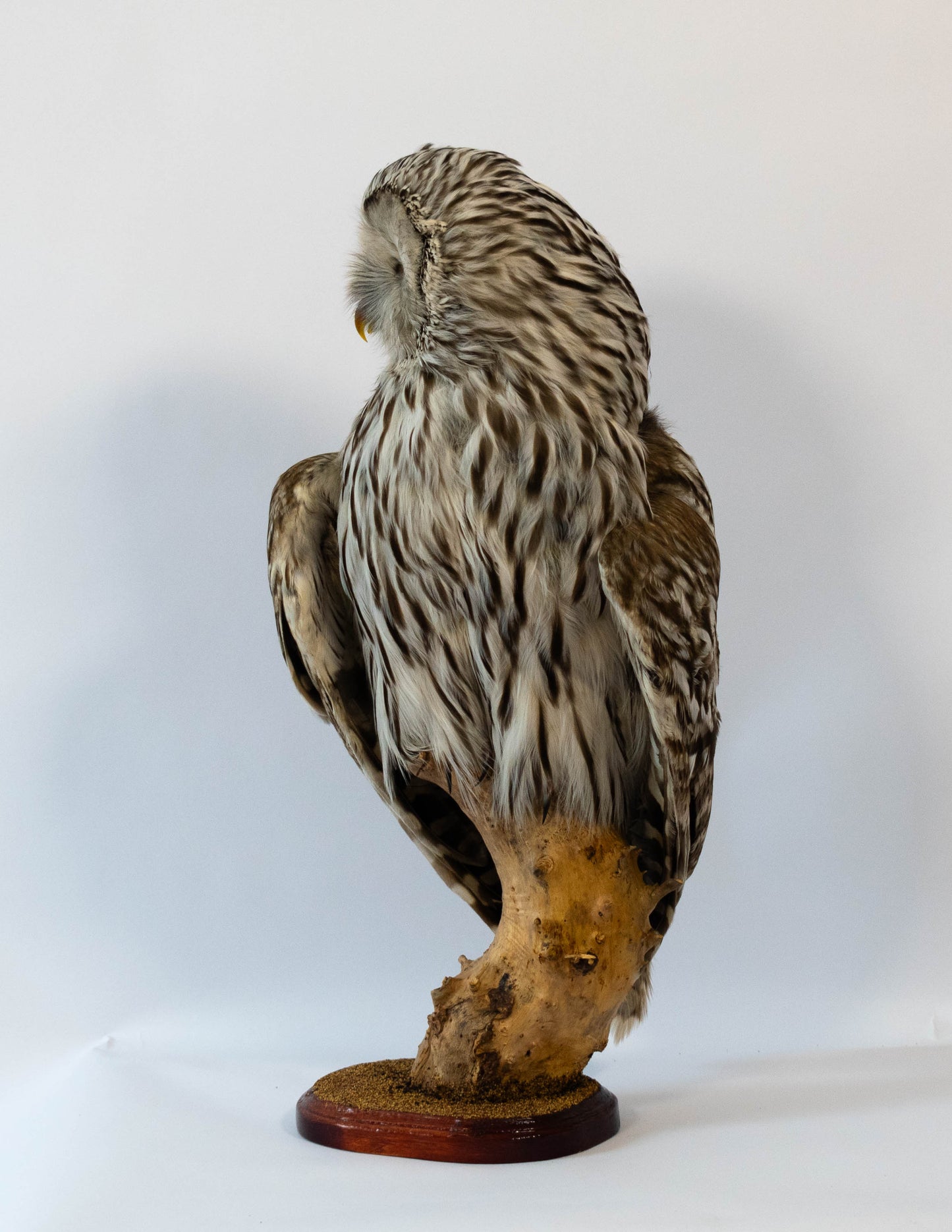 Ural Owl Taxidermy Stand Mount For Sale