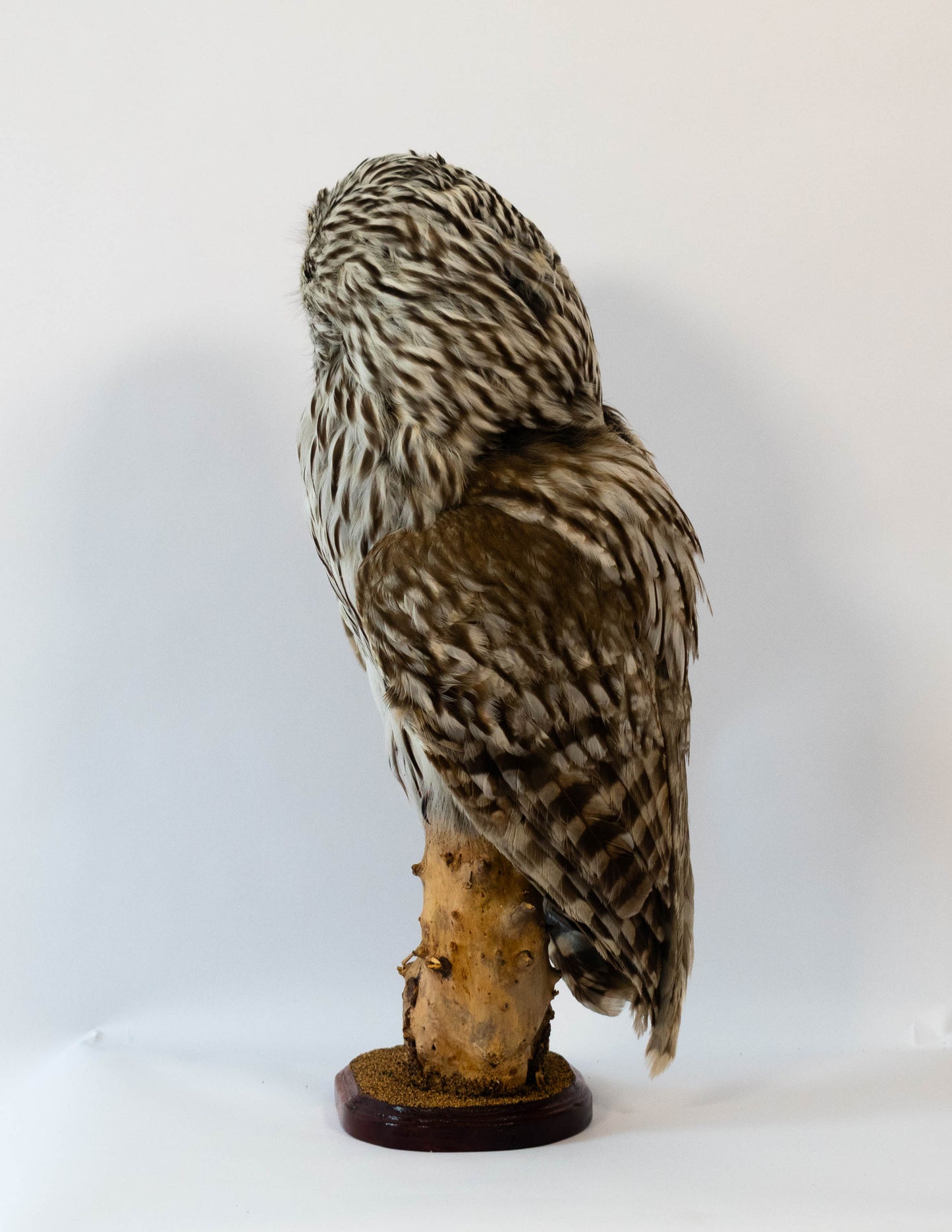 Ural Owl Taxidermy Stand Mount For Sale