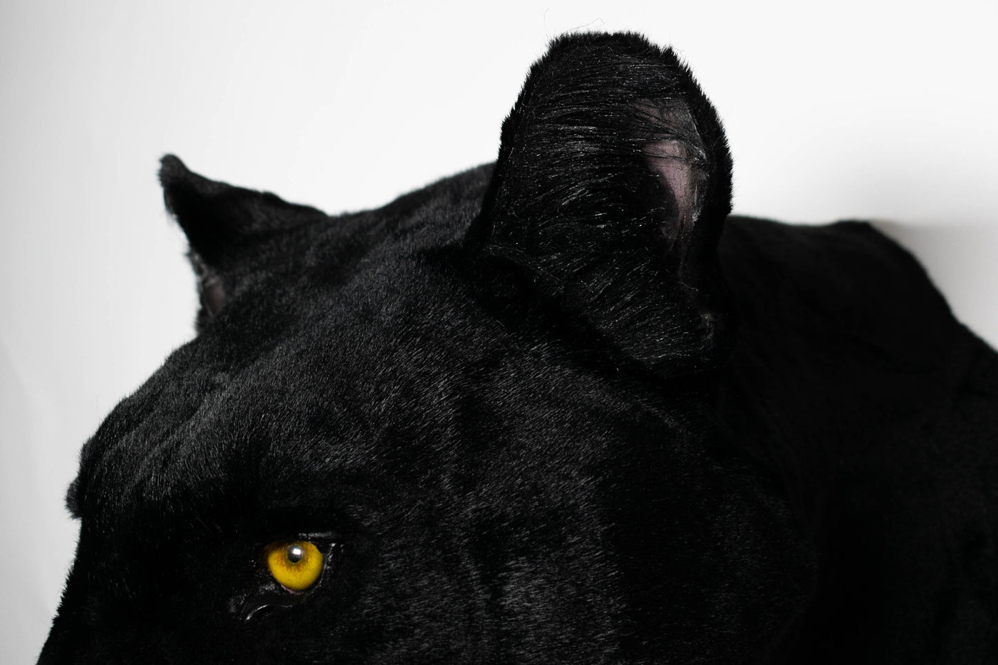 Replica Taxidermy Black Panther Wall mount Head Shoulder Stuffed African Life size