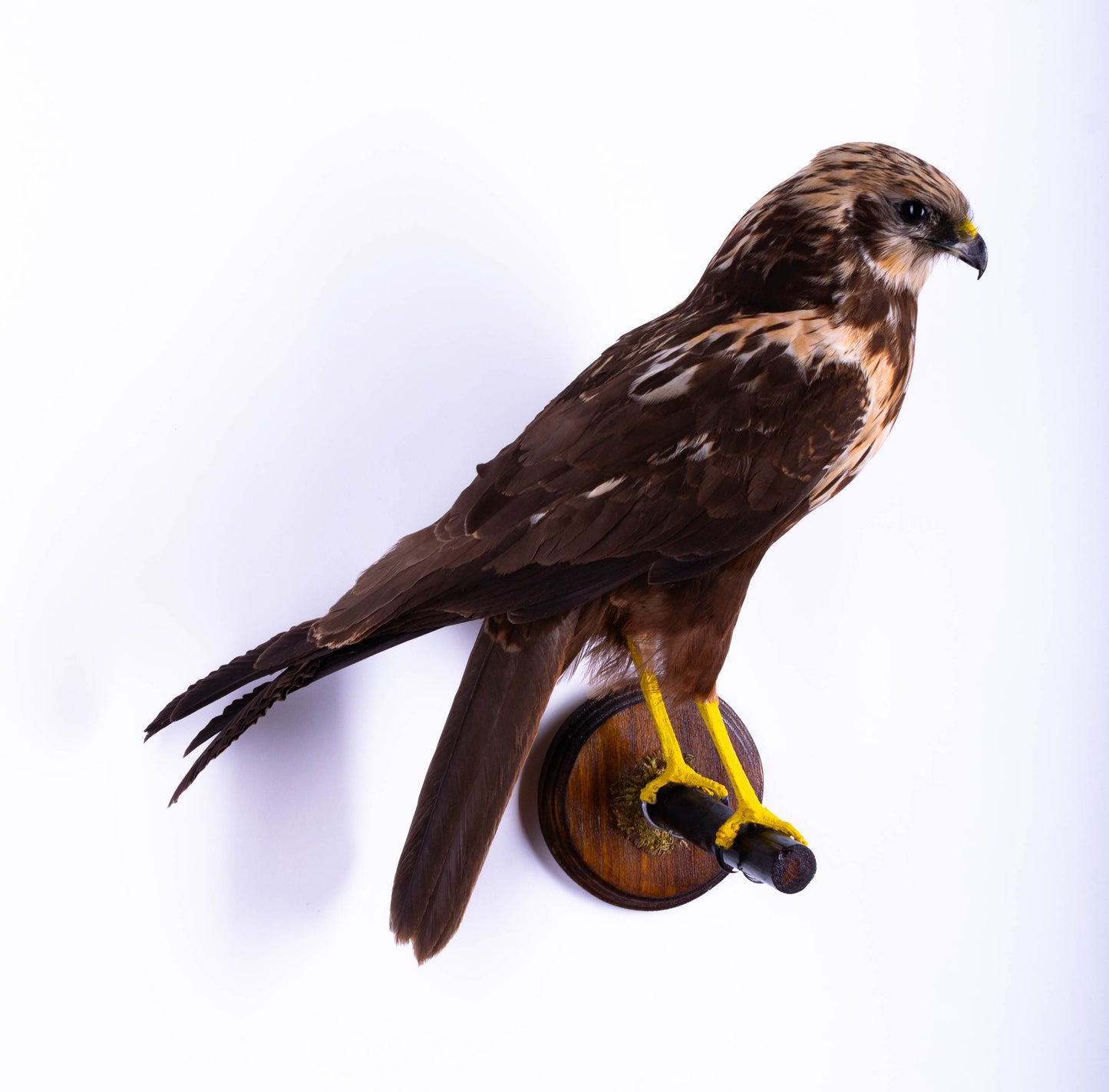 Western Marsh Harrier Taxidermy Wall Mount For Sale
