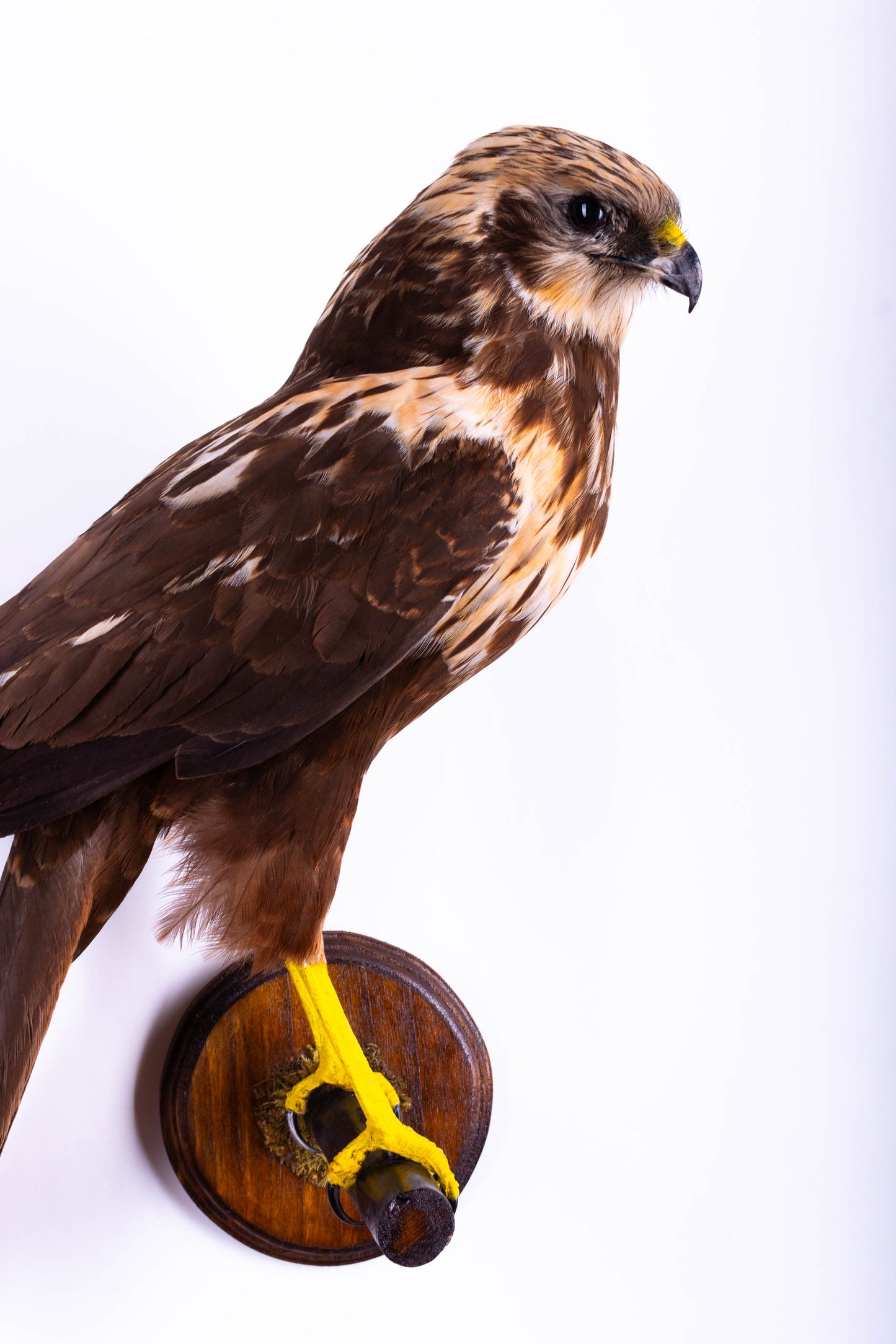 Western Marsh Harrier Taxidermy Wall Mount For Sale