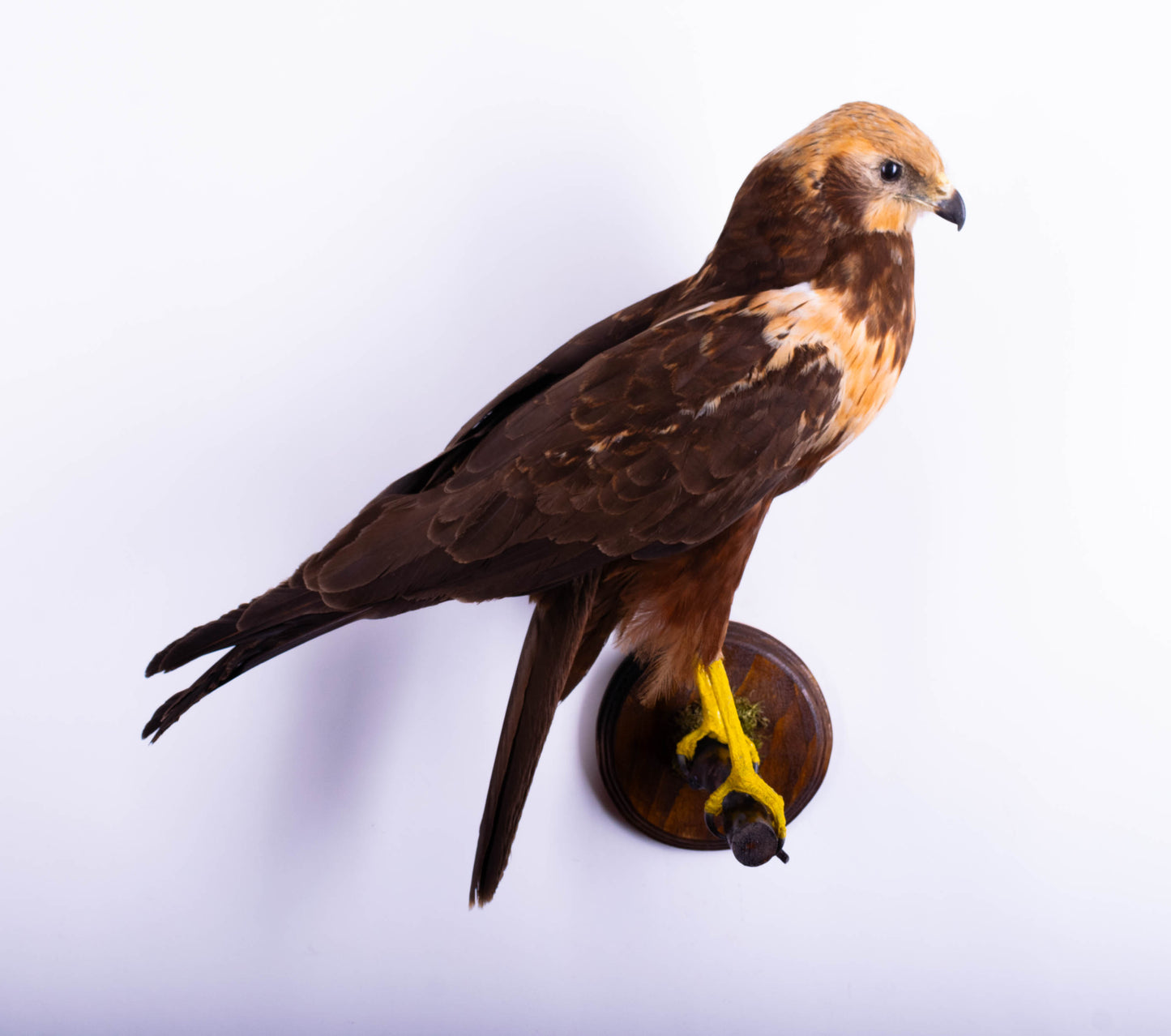 Western Marsh Harrier Taxidermy Wall Mount For Sale