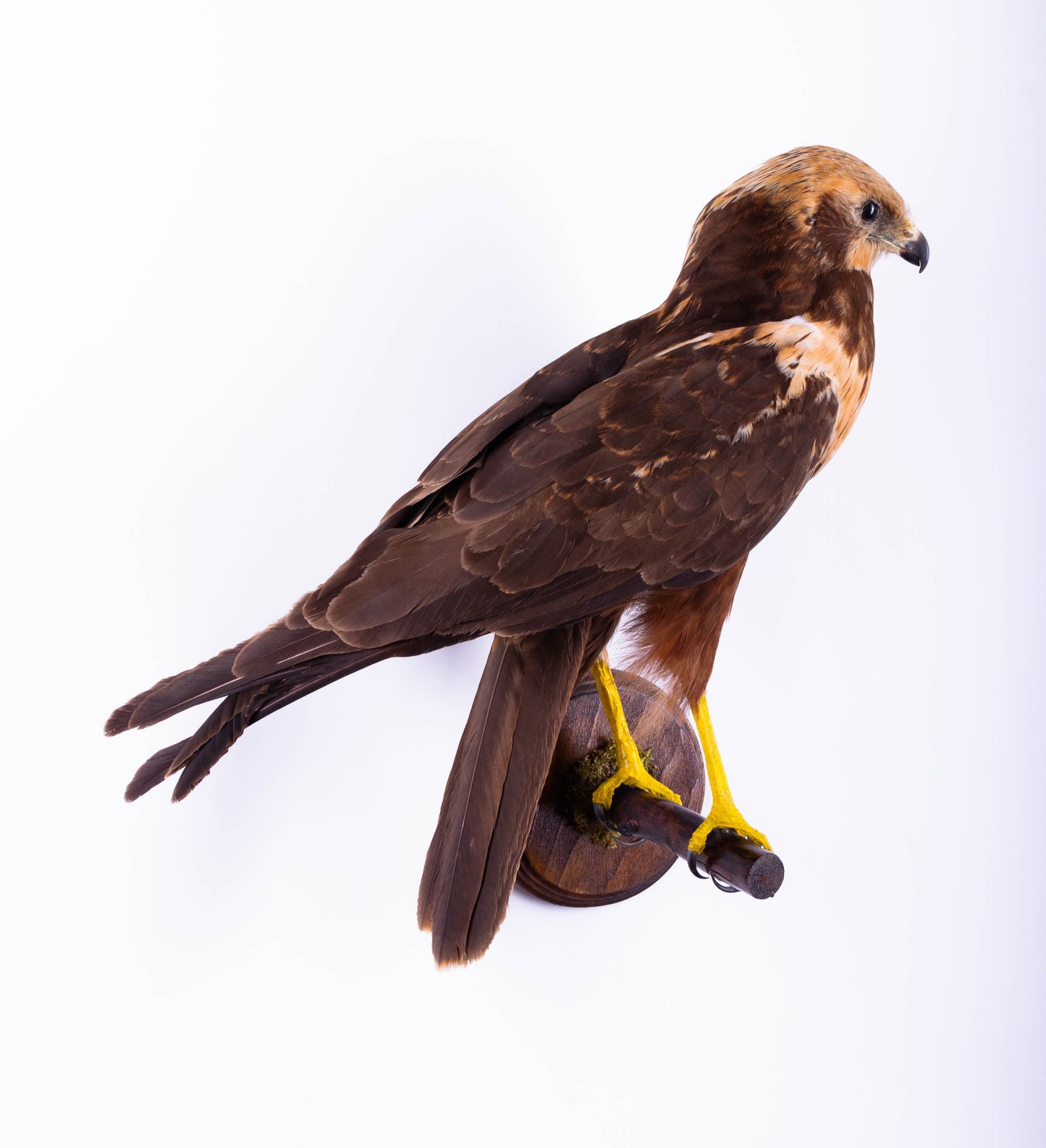 Western Marsh Harrier Taxidermy Wall Mount For Sale