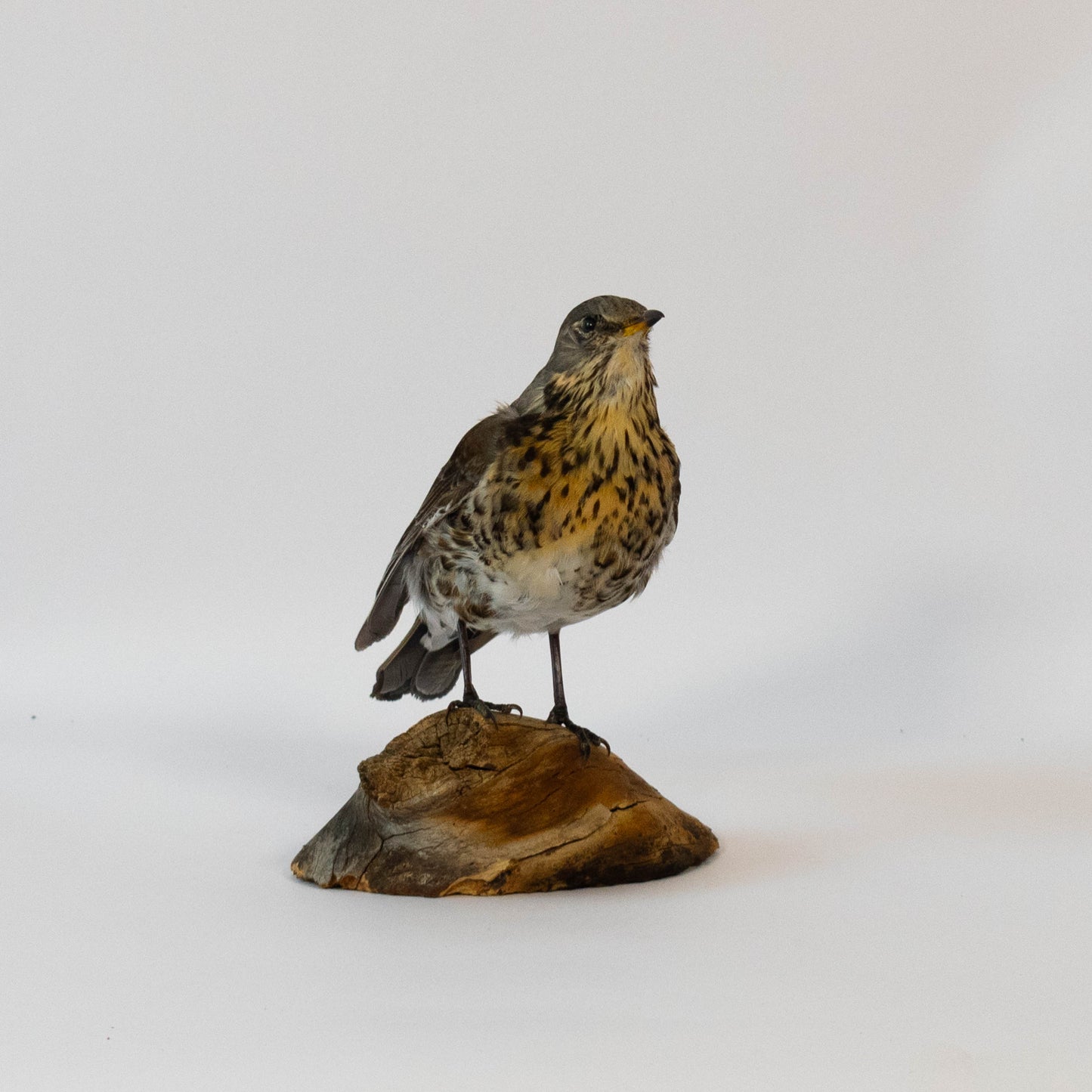 Fieldfare Taxidermy Stand Mount For Sale