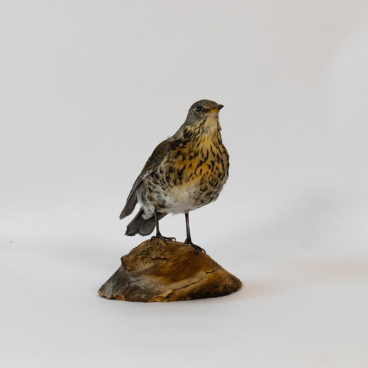 Fieldfare Taxidermy Stand Mount For Sale