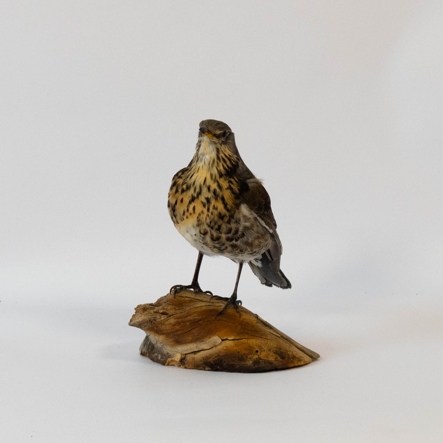 Fieldfare Taxidermy Stand Mount For Sale