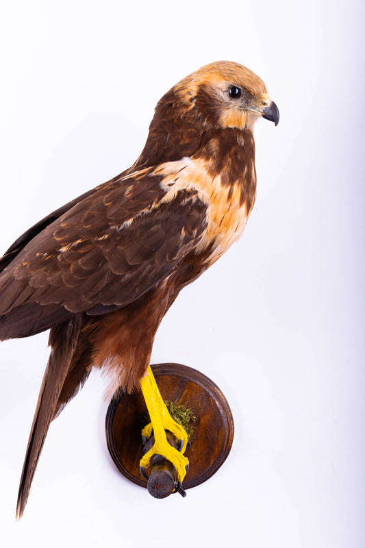 Western Marsh Harrier Taxidermy Wall Mount For Sale