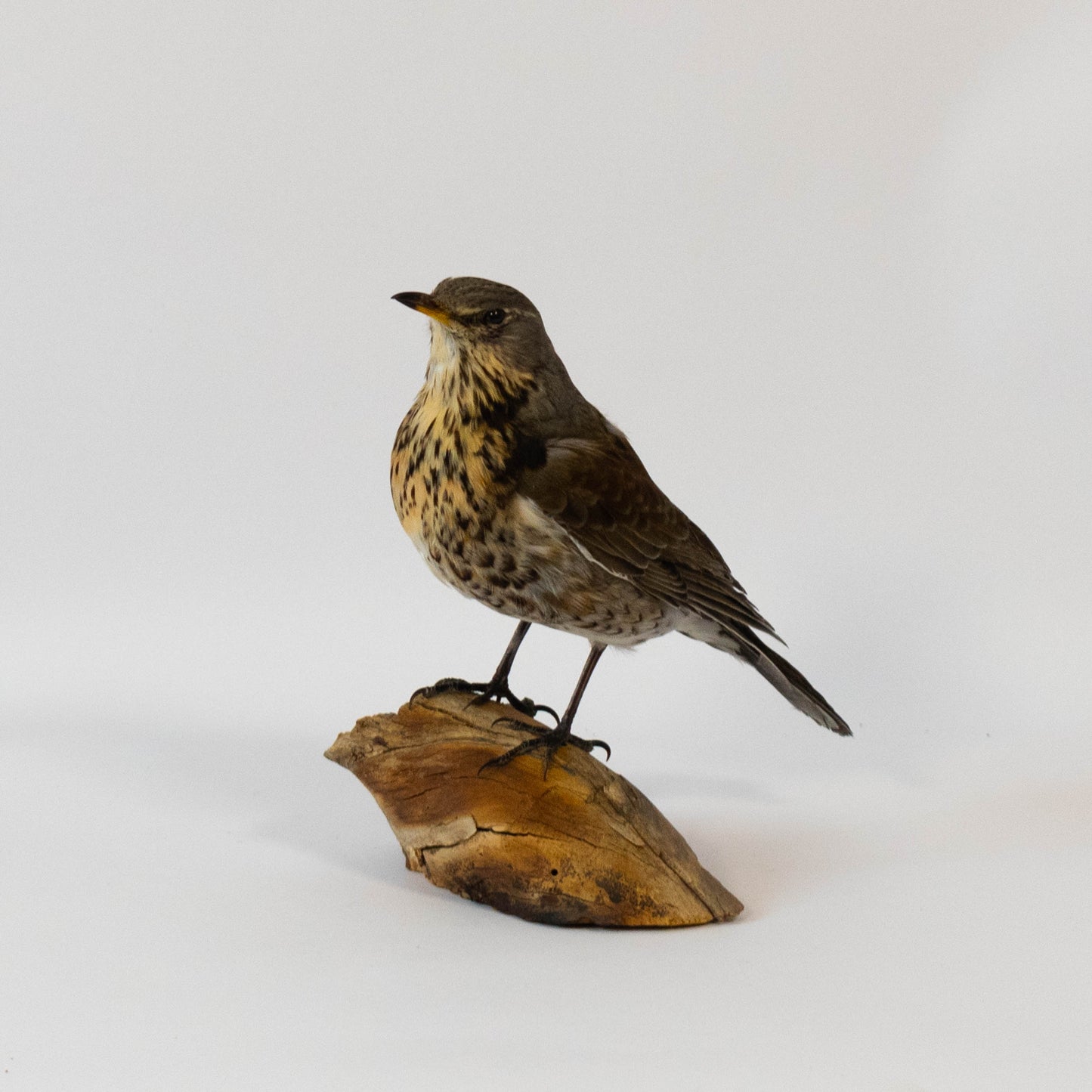 Fieldfare Taxidermy Stand Mount For Sale