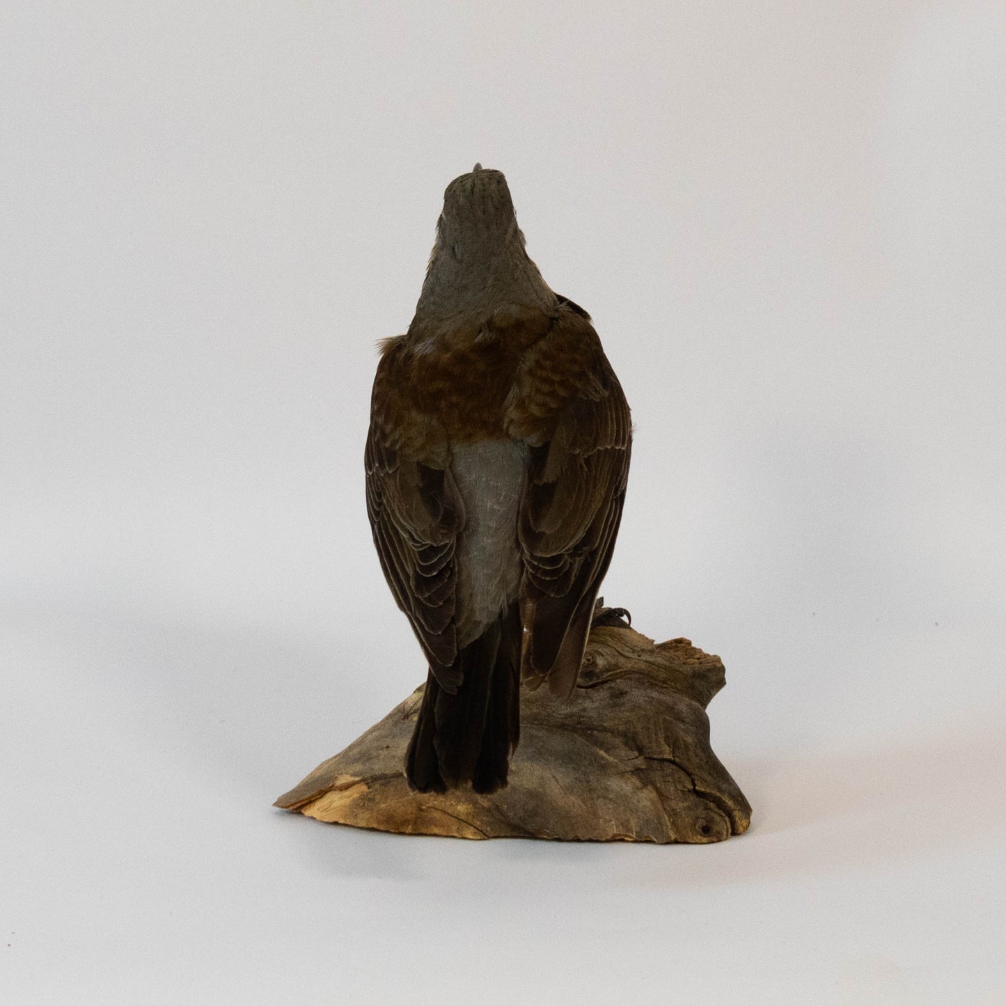 Fieldfare Taxidermy Stand Mount For Sale
