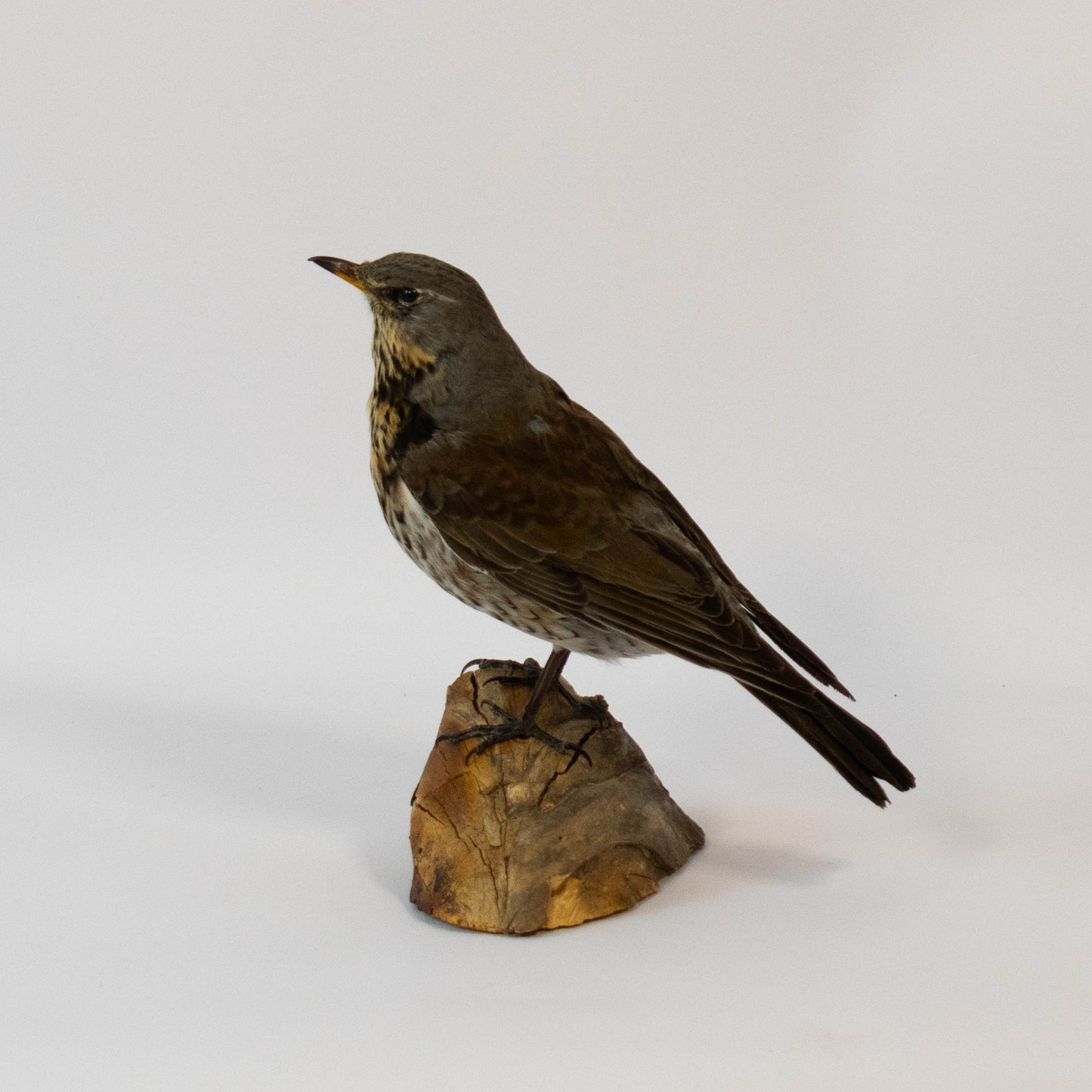 Fieldfare Taxidermy Stand Mount For Sale