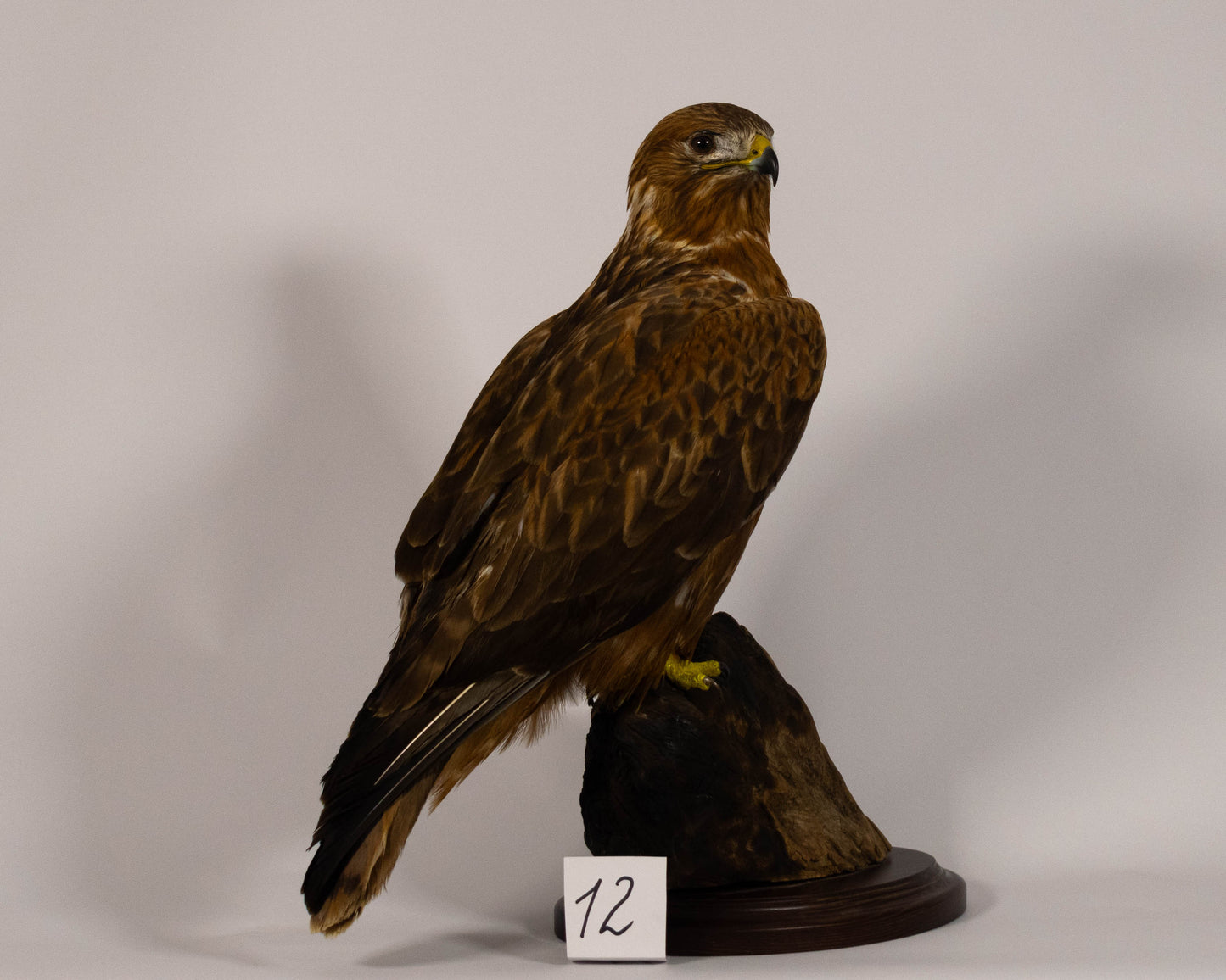 Red Kite Taxidermy Stand Mount For Sale