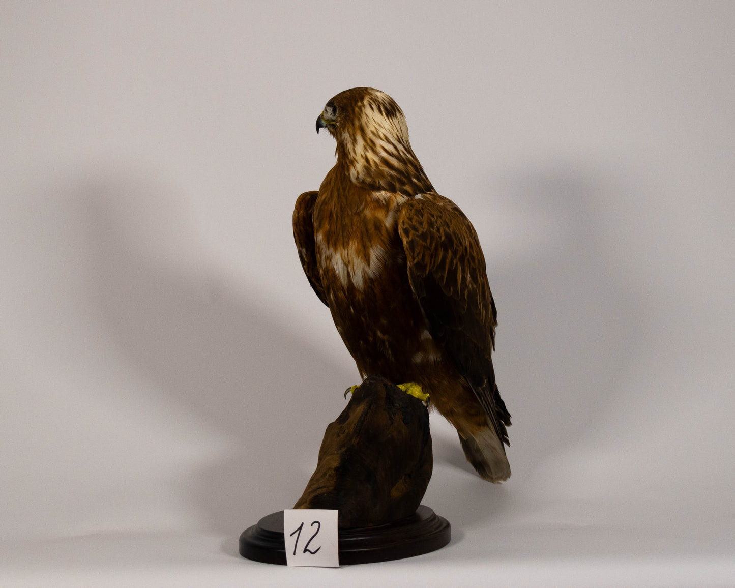 Red Kite Taxidermy Stand Mount For Sale