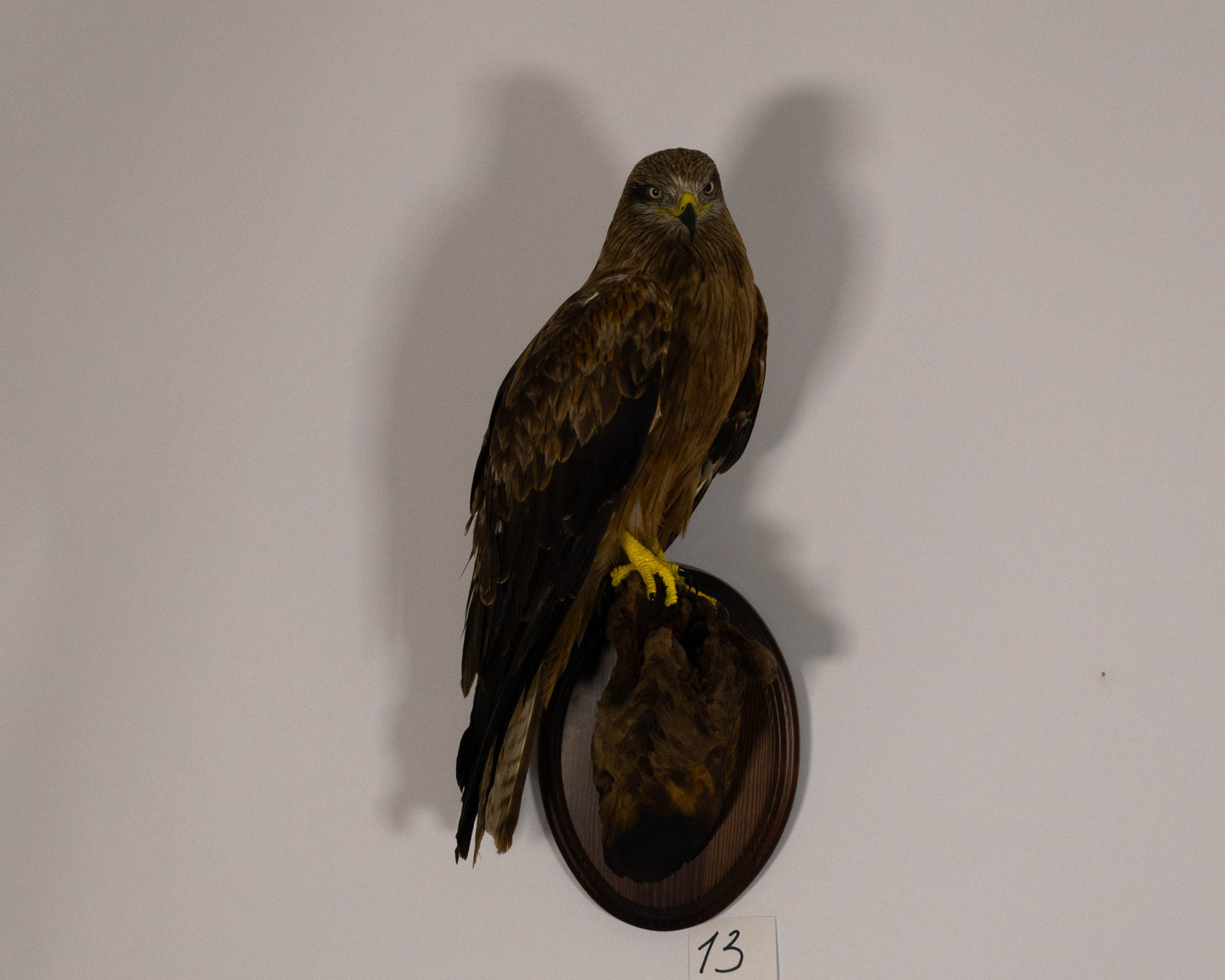 Black Kite Taxidermy Wall Mount For Sale