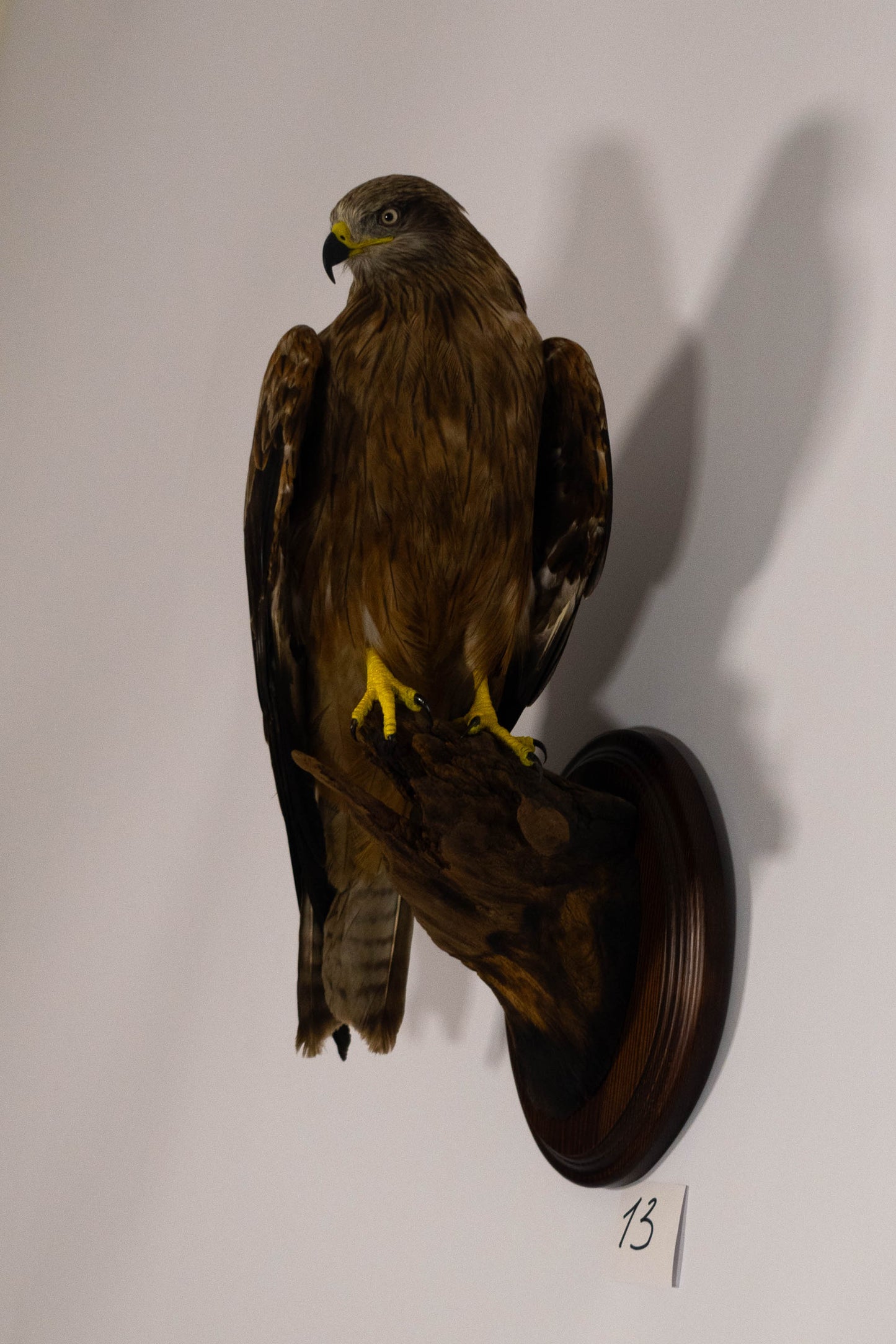 Black Kite Taxidermy Wall Mount For Sale