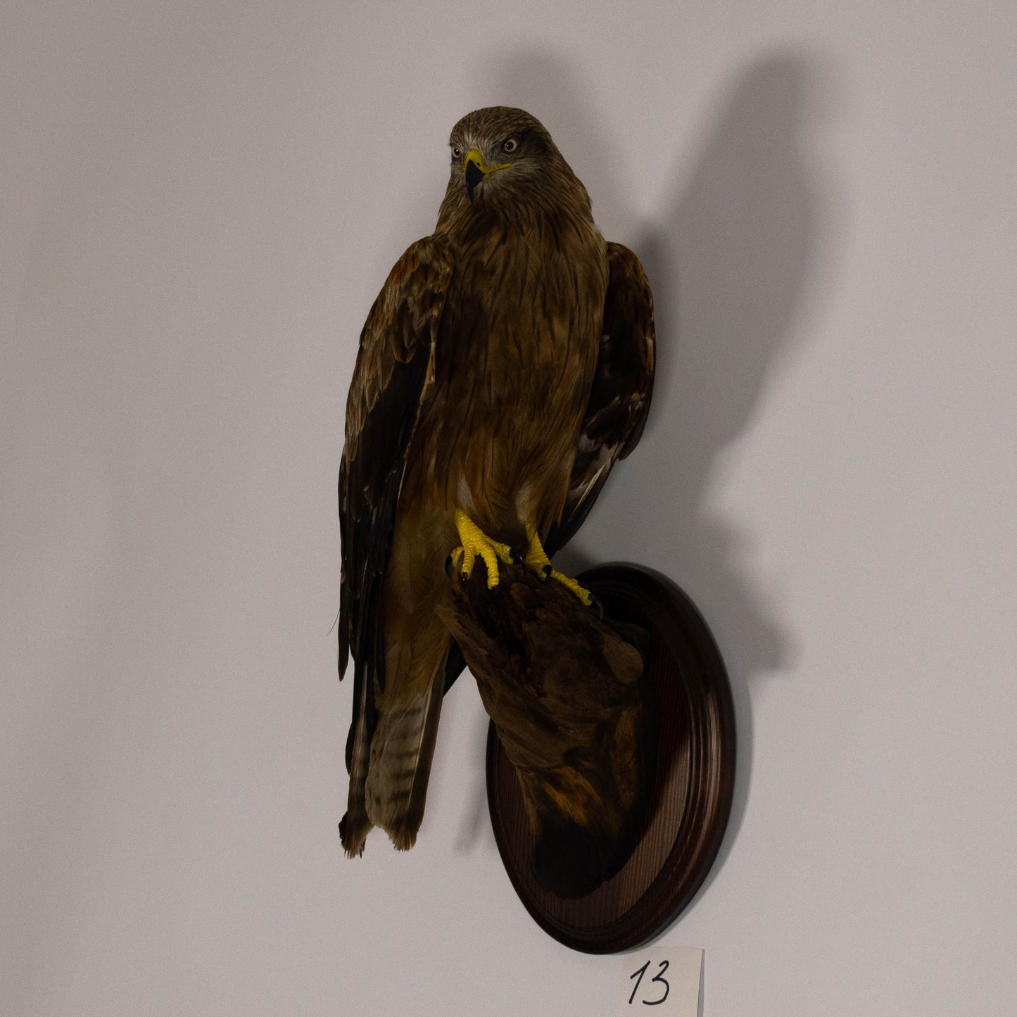 Black Kite Taxidermy Wall Mount For Sale