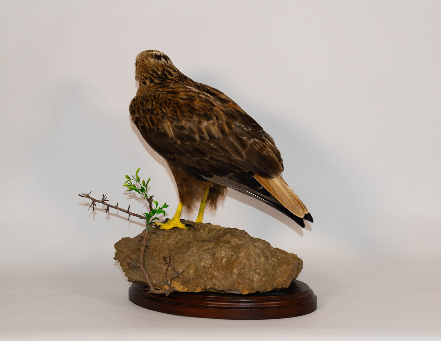Red Kite Taxidermy Stand Mount For Sale