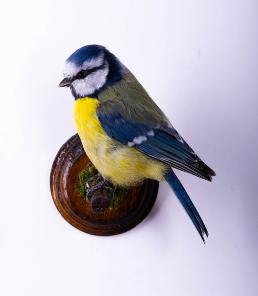 Blue Tit Taxidermy Wall Mount