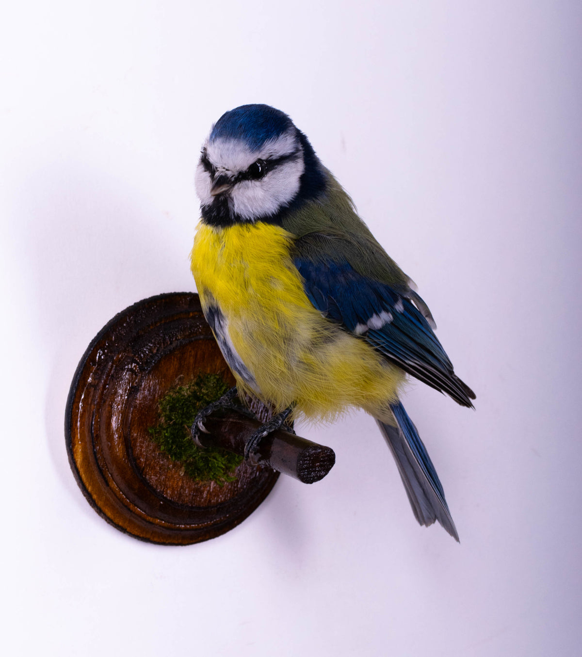Blue Tit Taxidermy Wall Mount