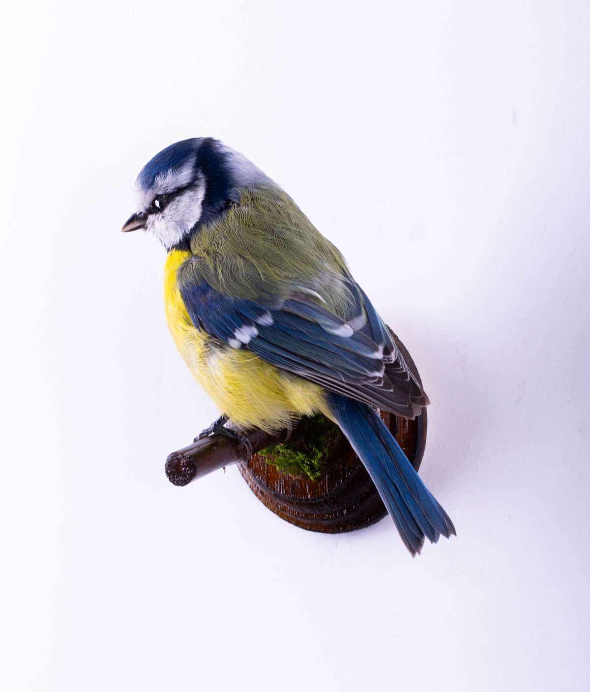 Blue Tit Taxidermy Wall Mount