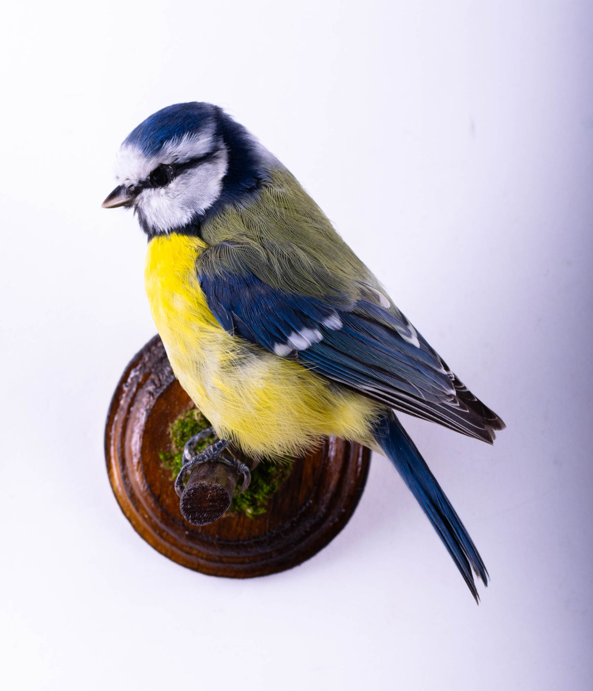 Blue Tit Taxidermy Wall Mount