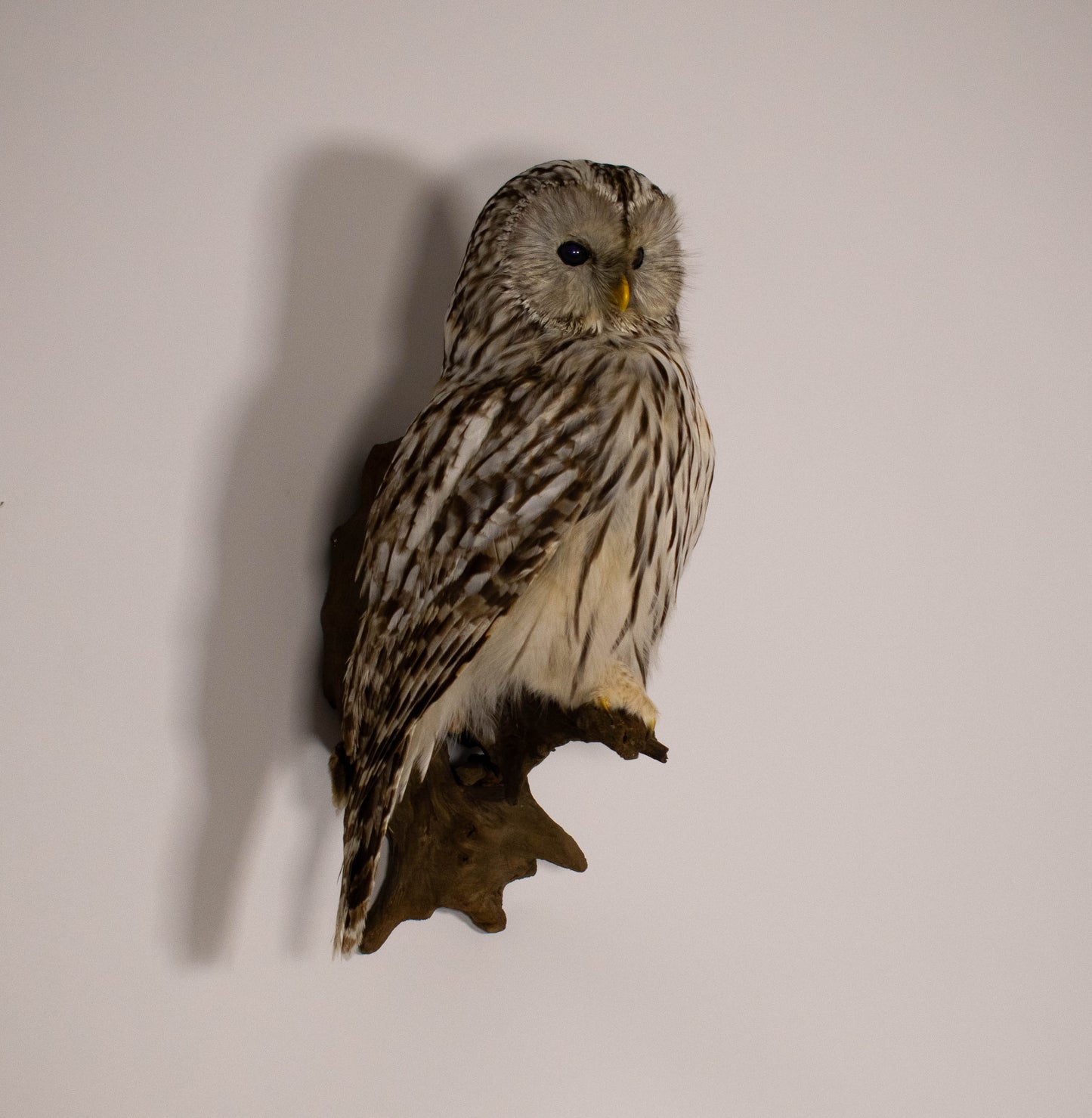 Ural Owl Taxidermy Wall Mount For Sale