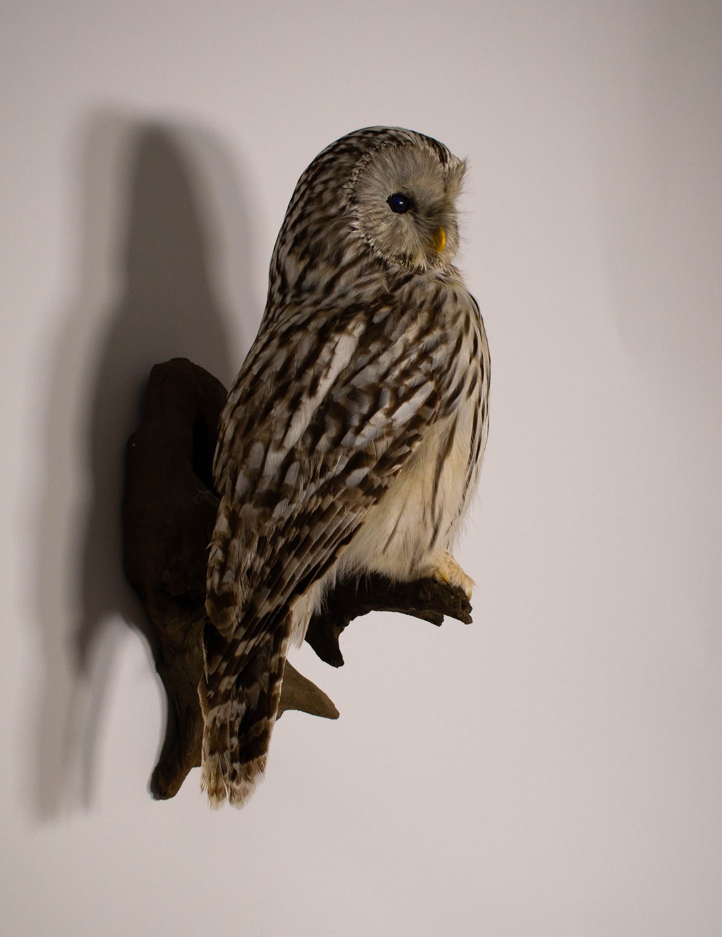 Ural Owl Taxidermy Wall Mount For Sale