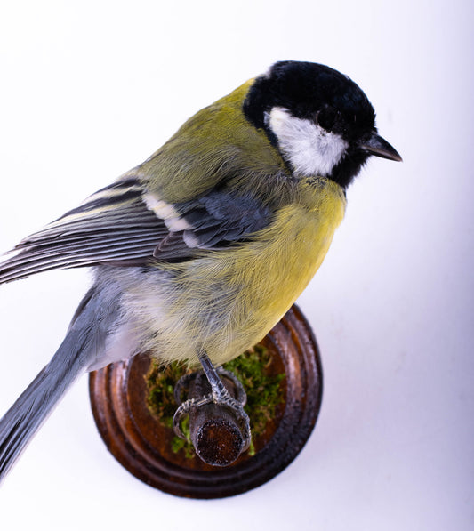 Great Tit Taxidermy Wall Mount For Sale