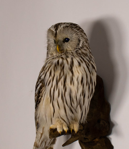 Ural Owl Taxidermy Wall Mount For Sale