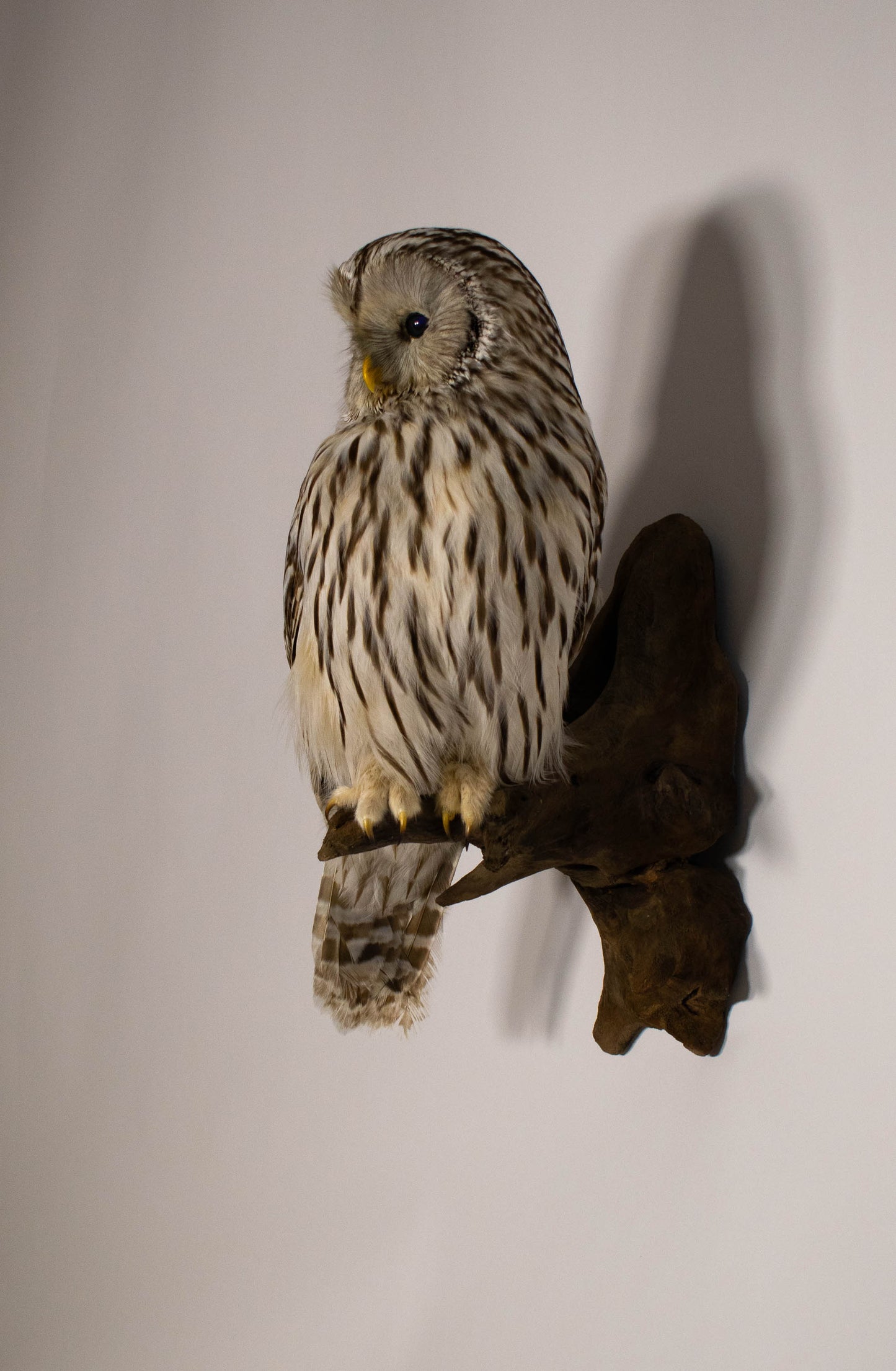 Ural Owl Taxidermy Wall Mount For Sale