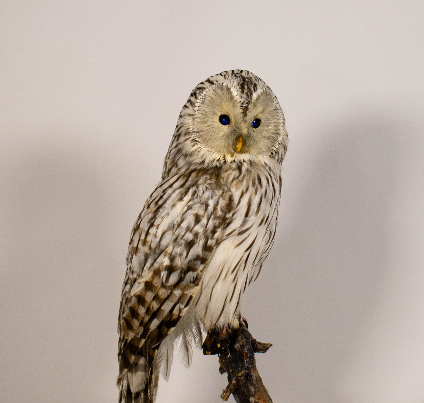 Ural Owl Taxidermy Stand Mount For Sale