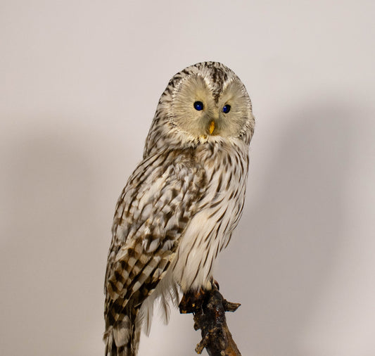 Ural Owl Taxidermy Stand Mount For Sale