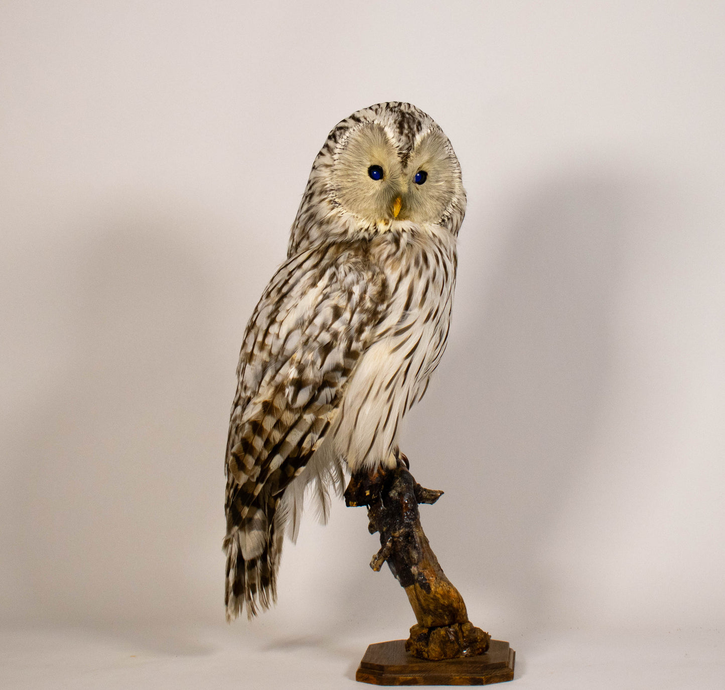 Ural Owl Taxidermy Stand Mount For Sale
