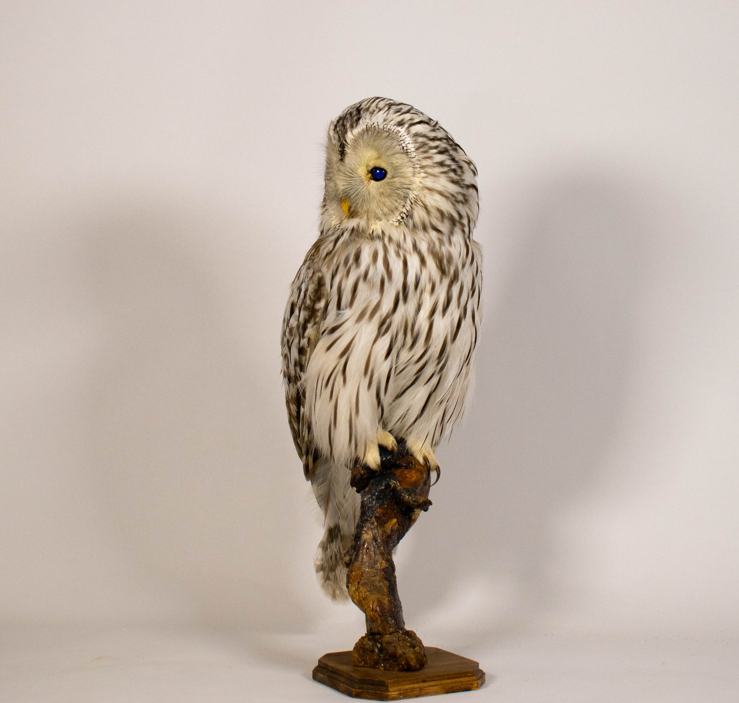Ural Owl Taxidermy Stand Mount For Sale